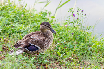 Duck