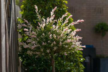 Blossoming japanese willow with fur-colored leaves