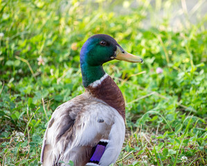 Duck