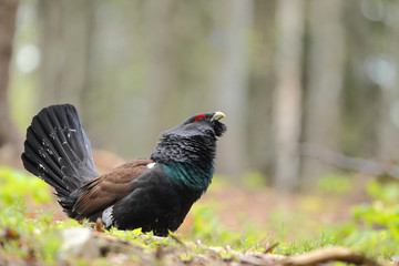 Capercaillie - Mating ritual