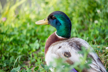 Duck