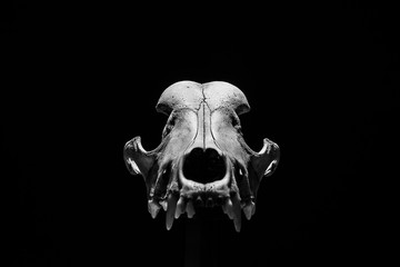 skull dog