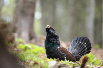 Capercaillie - display for mating ritual