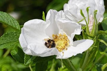 White Tailed Bumblebee collecting pollen from the centre of a white rambling rose