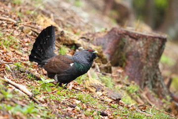 Capercaillie - Mating ritual