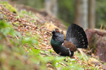 Capercaillie - Mating ritual