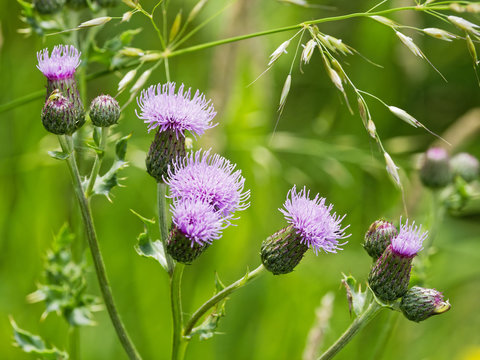 Wild blue thistle with six flower heads growing in an English meadow.