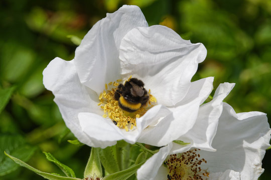 White tailed bee in an open white rambling rose collecting pollen from the centre