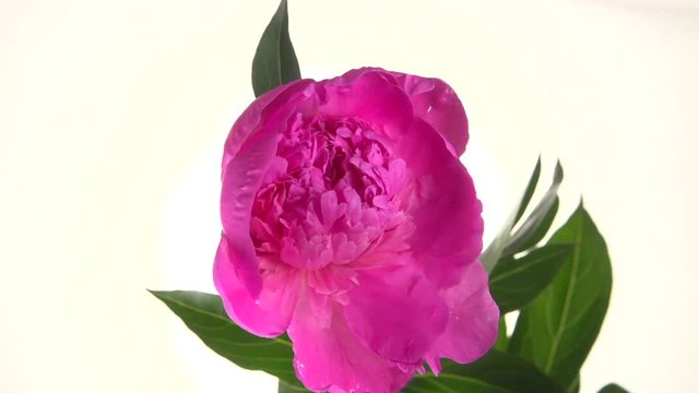 Timelapse of pink peony flower blooming on white background. Time lapse. High speed camera shot. Full HD 1080p. Timelapse