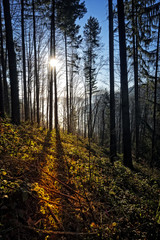 Sunset in golden autumn forest
