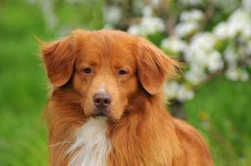 Obraz premium Nova Scotia Duck Tolling Retriever