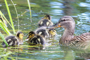Mallard Duck hen and her ducklings
