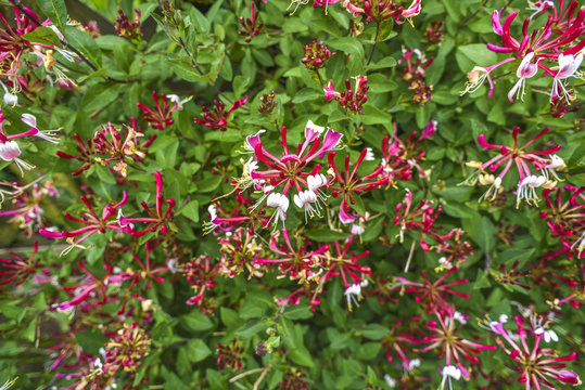 Lonicera periclymenum flower blooming in garden, summer time.