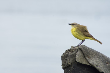 wildlife