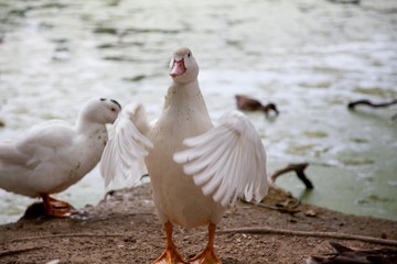 Ganso agitando las alas