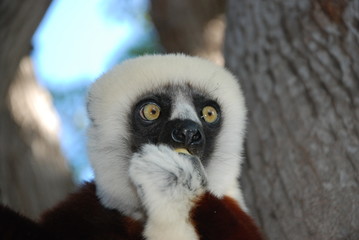 lémurien Madagascar