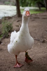 Ganso caminando
