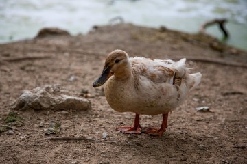 Pato saliendo del lago
