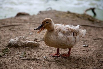 Pato en la orilla del lago