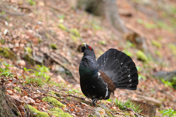 Capercaillie - male display