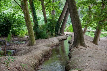 Paisaje de un riachuelo entre los arboles