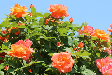 Roses, im Rosengarten