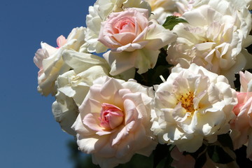 Roses, im Rosengarten