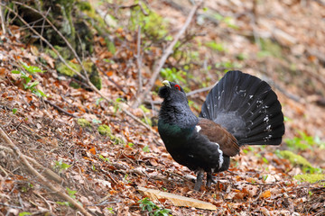 Capercaillie - Mating ritual