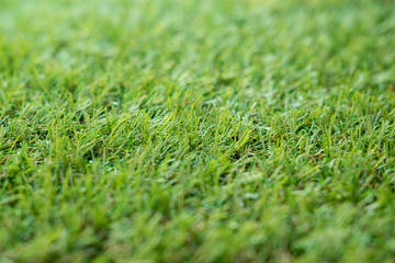 Close up of green grass for background or wallpaper