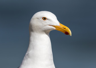 Closeup of a California Gull - San Diego, California