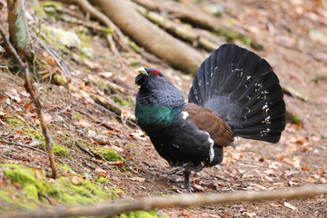 Capercaillie - Mating ritual - dispaly