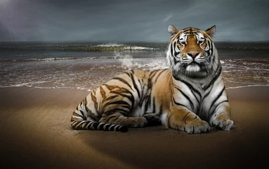 Crédence de cuisine en verre imprimé Tigre Tigre sur une plage