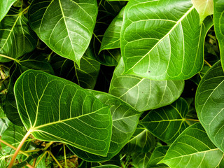 Leaves Bo leaf
