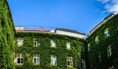 Innenhof mit Efeu bewachsen 2. Bezirk, Wien, Österreich