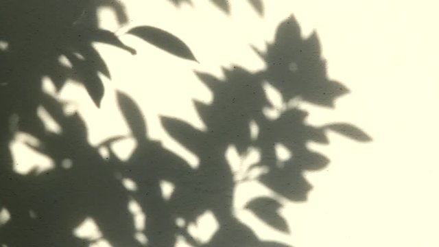 leaf shadow on the wall