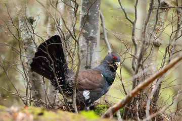 Capercaillie - display for mating ritual