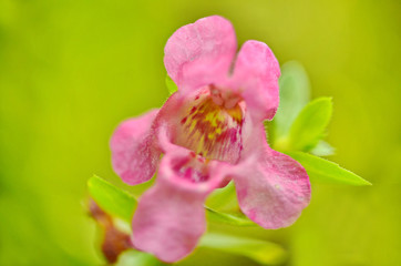 Obraz premium The Pink angelonia flower thai I plant in flower pot. In Thailand we call them 