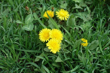 Bunch of dandelion flowers in green grass