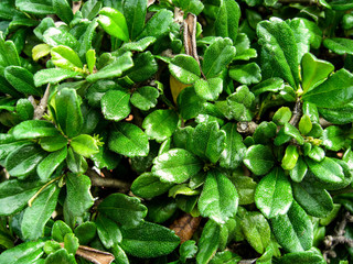 Leaves green bush
