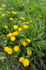 Flowering Taraxacum officinale and green leaves of Achillea millefolium © Anna