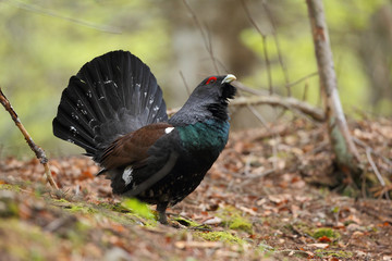 Capercaillie - Mating ritual