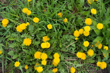 Lots of flowering dandelions directly from above