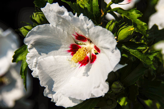 Hibiscus Red Heart