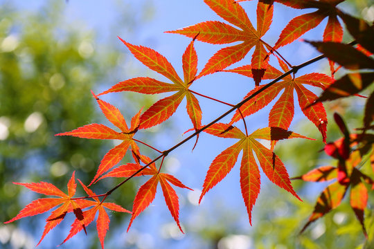 maple leaf