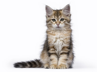 Black tabby Siberian Forest cat / kitten sitting isolated on white background facing camera