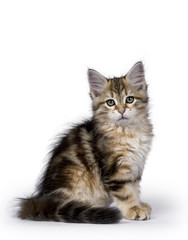 Black tabby Siberian Forest cat / kitten sitting side ways isolated on white background facing camera