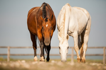 Obraz na płótnie Canvas Horses in fence