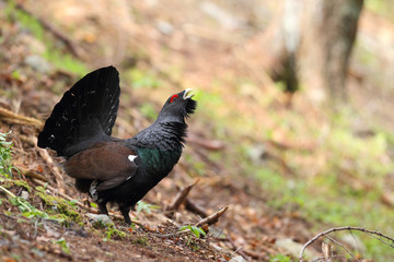 Capercaillie - Mating ritual