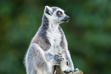 Naklejka na ściany i meble Portrait of ring-tailed Madagascar lemur at smooth background