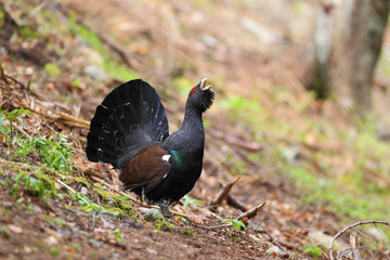 Capercaillie - display for mating ritual